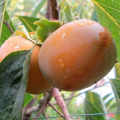Характеристики хурмы Прок